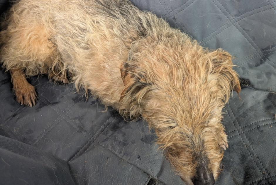 Fundmeldung Hund Männliche Montfort-en-Chalosse Frankreich Fundmeldung Hund Männliche Montfort-en-Chalosse Frankreich