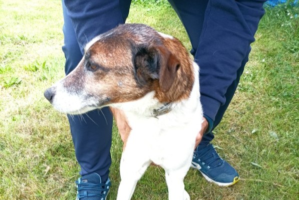 Alerte Découverte Chien Mâle Saint-Sever France Alerte Découverte Chien Mâle Saint-Sever France