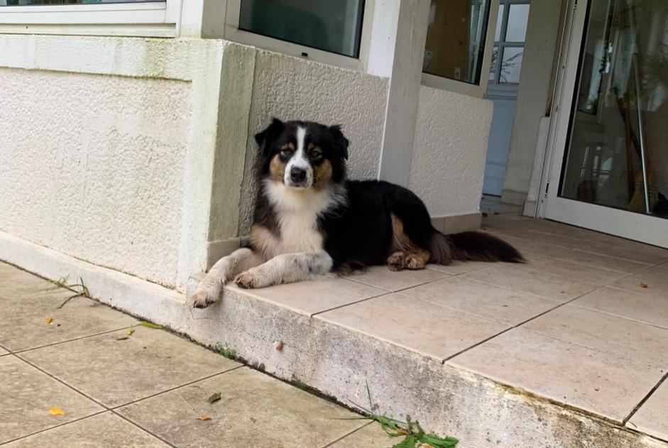 Alerte Disparition Chien Femelle , 7 ans Brocas France Alerte Disparition Chien Femelle , 7 ans Brocas France