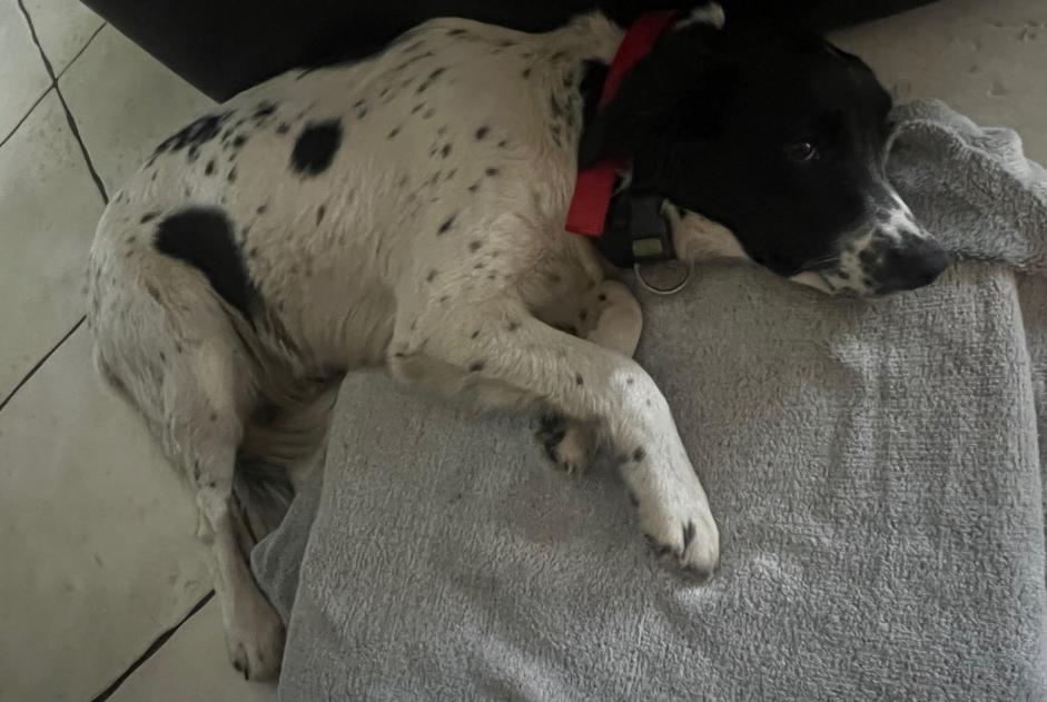 Avviso Ritrovamento Cane Femmina Liposthey Francia Avviso Ritrovamento Cane Femmina Liposthey Francia